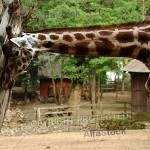 giraffe_sjpg9083