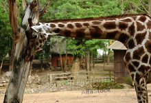 giraffe_sjpg9083