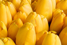 tulpen_10074488373_o